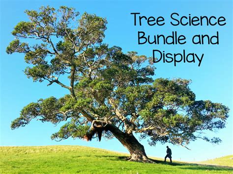 Tree Wikipedia Tree Science - Tree Science