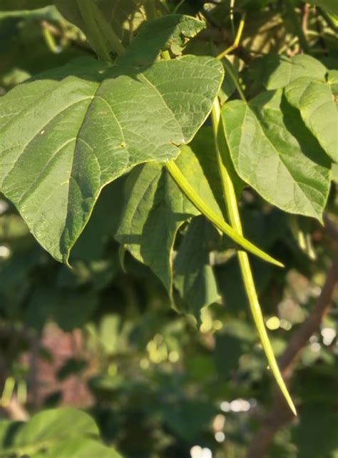Tree With Long Green Pods