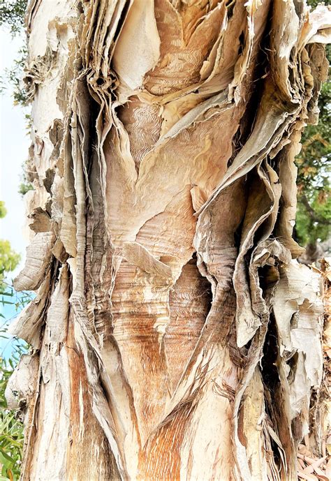 Read Online Tree With Paper Like Bark 