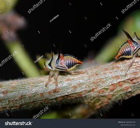 treehoppers florida