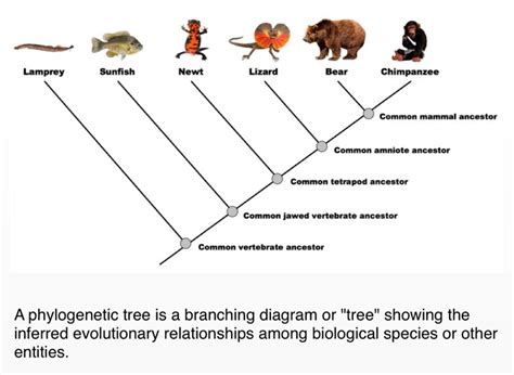 trees Screen 2 on FlowVella Presentation Software for