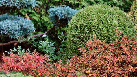 trees and shrubs for foliage woody plant