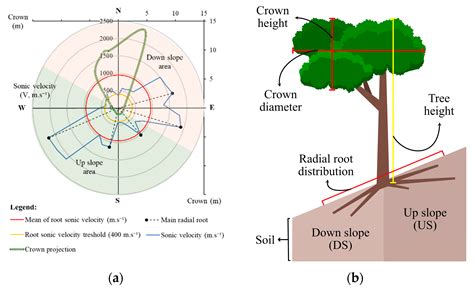 Trees And Statics Non Destructive Failure Analysis