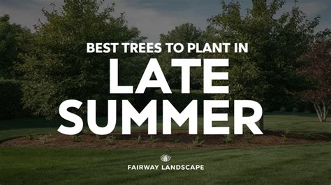 trees to plant in late summer