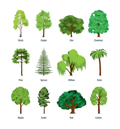 Trees Types Structure Facts And Environmental Impact Science4fun Tree Science - Tree Science