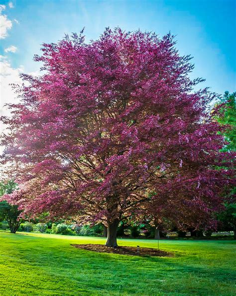 tri color beech