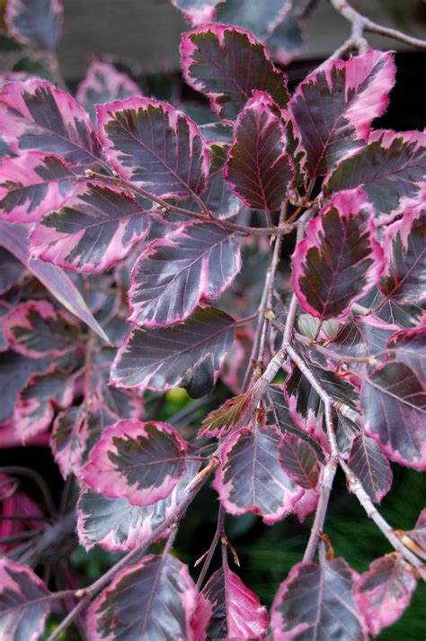 tri color beech tree