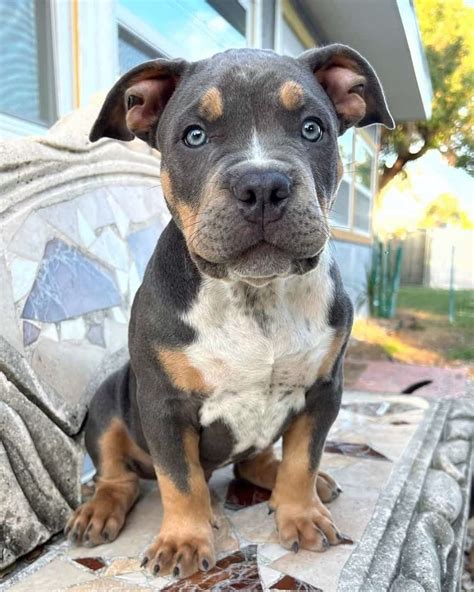 tri colored bully