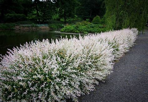 tri colored dappled willow