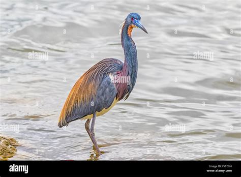tri colored heron