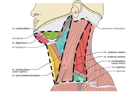 Triangles Of Neck