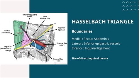 Triangulo De Hasselbach