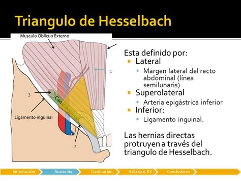 triangulo de hesselbach pdf