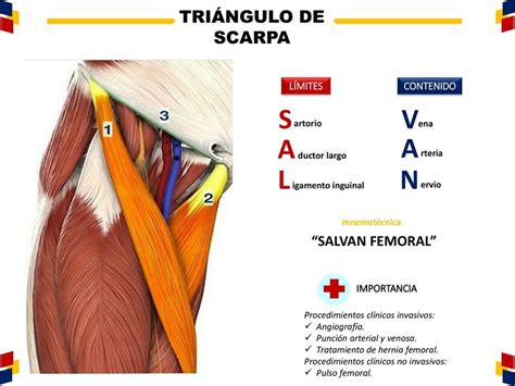 Triangulo De Scarpa
