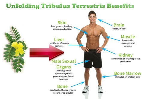 tribulus terrestris benefits