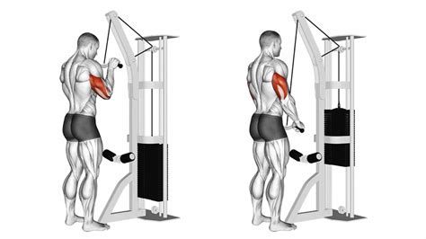 Tricep Pushdown