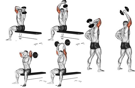 Triceps Frances Halteres