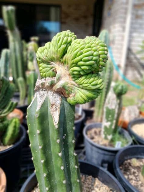 trichocereus pachanoi Plants Gumtree Australia Free Local …