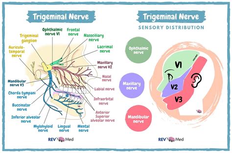 Trigeminal Nerve Branches