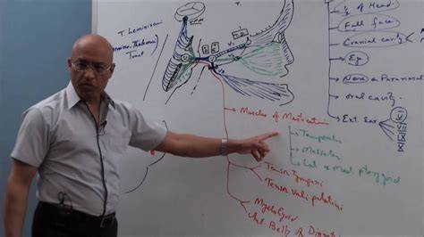 trigeminal system dr najeeb immunology