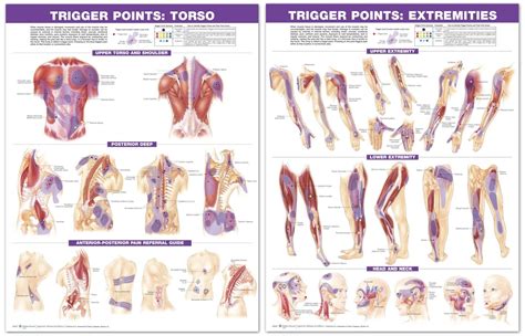 Trigger Point Release Techniques Pdf