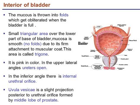Trigone Of Bladder