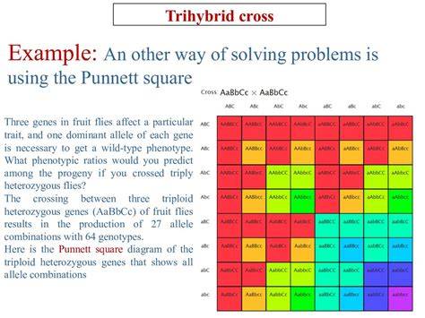 trihybrid cross fruit flies answer