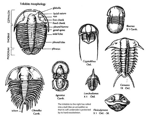 Trilobite Order Form