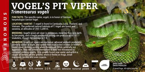 trimeresurus vogeli gift