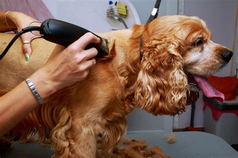 trimning cocker spaniel