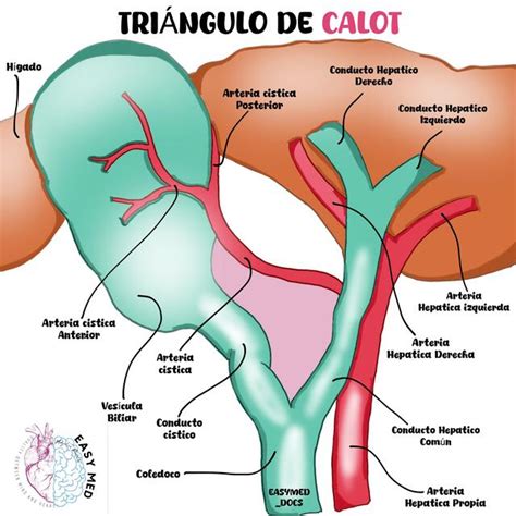 Triângulo De Calot