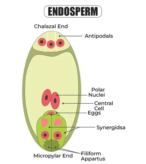 Triploid Endosperm