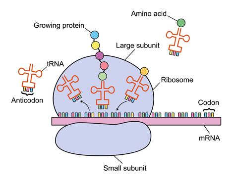 Trna Function
