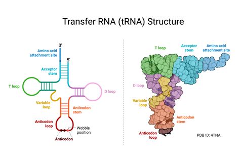 Trna Genes