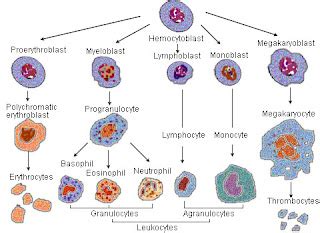 trombocyter blodpropp