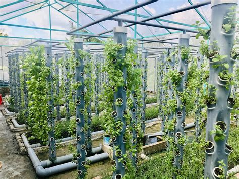 trong | Trng in T Nhc C Tin Mnh