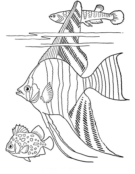 Tropical Fish Coloring Pages Free Printable Pictures Fish Picture For Colouring - Fish Picture For Colouring