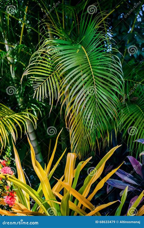 Tropical Foliage Plants