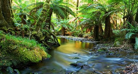 Tropical Forests Ecosystem