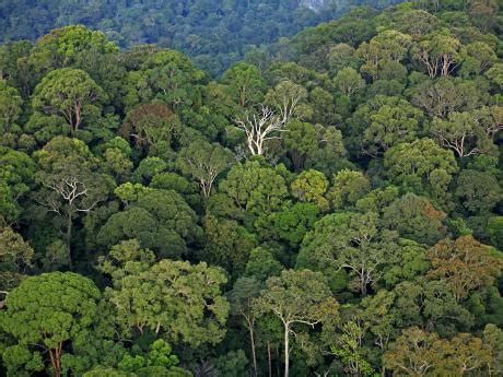 Tropical Moist Deciduous Forest