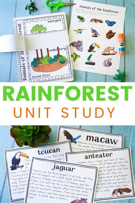 Tropical Rain Forest Lesson Plan Rainforest Lesson Plans For 2nd Grade - Rainforest Lesson Plans For 2nd Grade