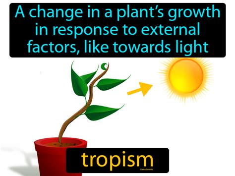 Tropism Definition Meaning Synonyms Vocabulary Com Plant Tropisms Worksheet - Plant Tropisms Worksheet