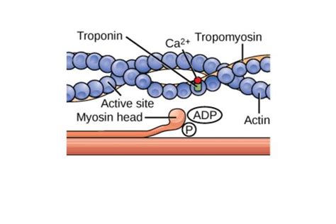 Tropomyosin