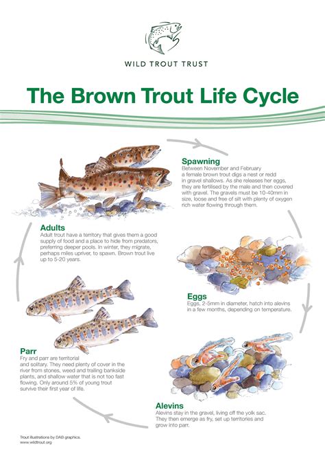 Trout Life Cycle Worksheet   Activity Become A Steelhead Trout Expert Coastal Watershed - Trout Life Cycle Worksheet