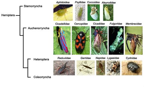 True Bug Characteristics Ask A Biologist Parts Of An Insect - Parts Of An Insect
