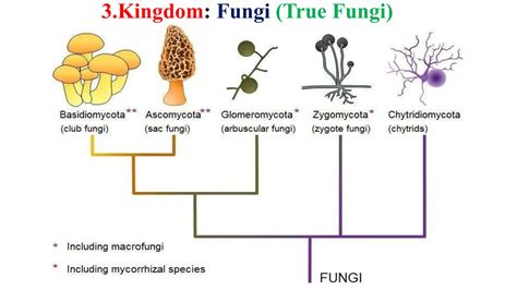 True Fungi