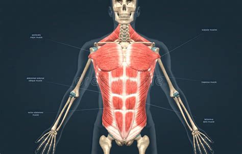Trunk In Human Body