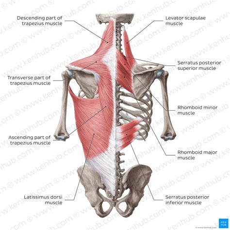 Trunk Of The Body