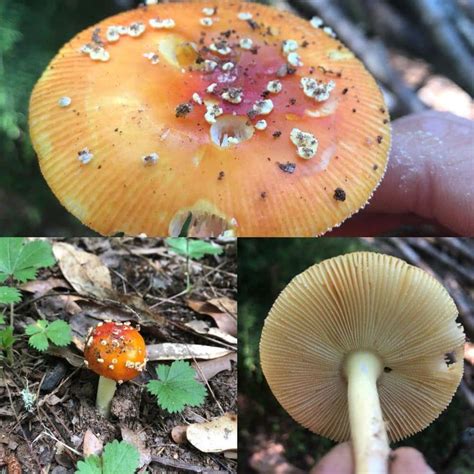 Trypophobia Mushrooms