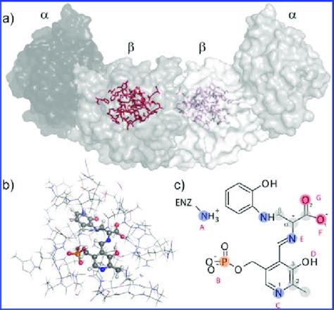 tryptophan synthetase - Wiktionary